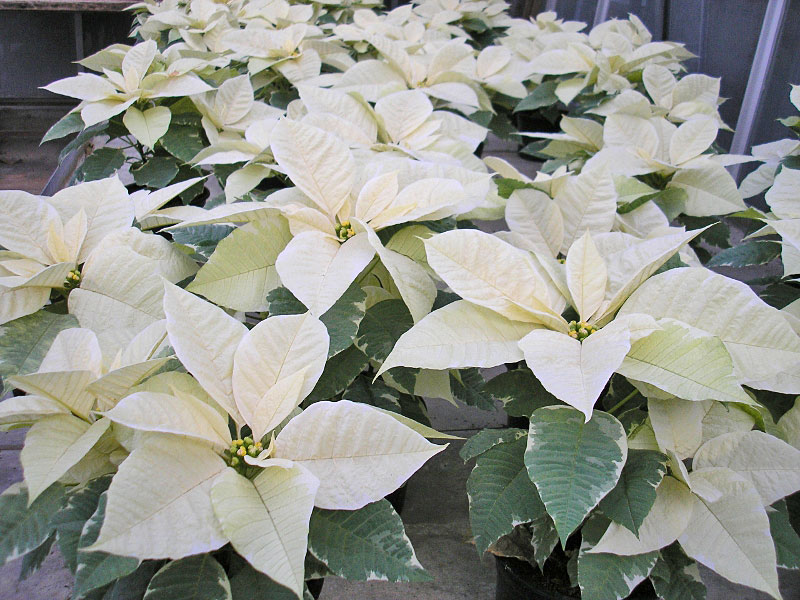 EUPHORBIA PULCHERRIMA, božićna zvijezda - može se kupiti u Vrtnom centru i cvjećarnicama Zrinjevac iz vlastite proizvodnje